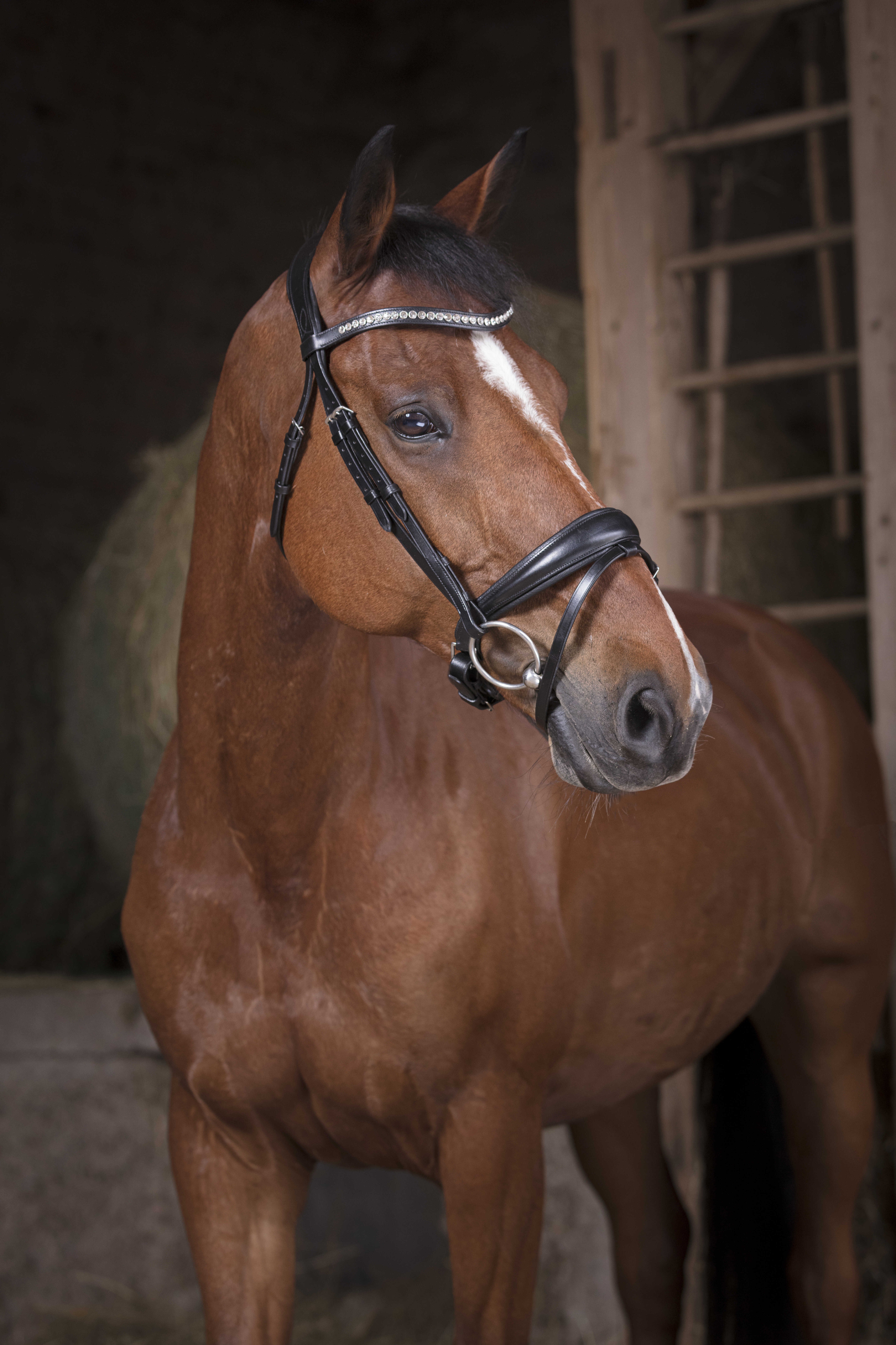 Norton Strass Trense Sort