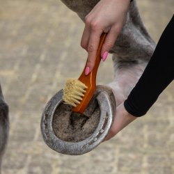 QHP Royal Grooming Set