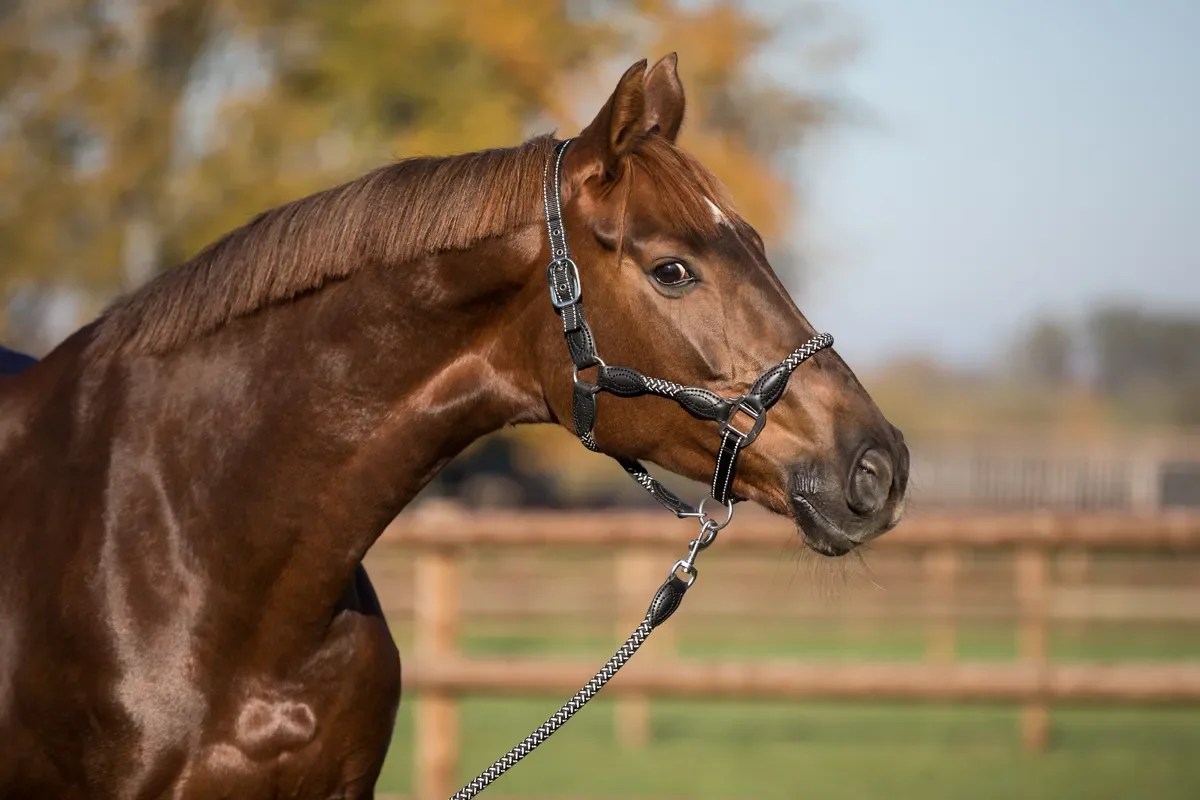 Equine-Microtec Refleks Rebgrime